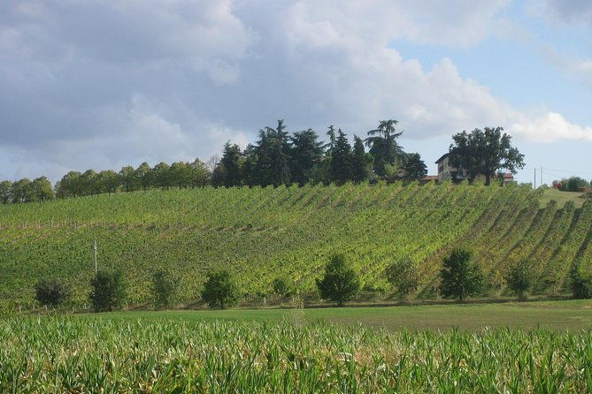 from-bologna-wine-tasting-and-vineyard-tour-with-the-winemaker