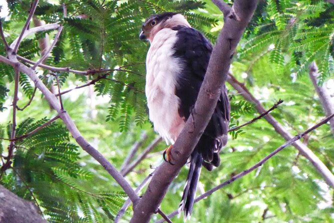 from-downtown-to-treetops-sjos-urban-nature-canopy-combo
