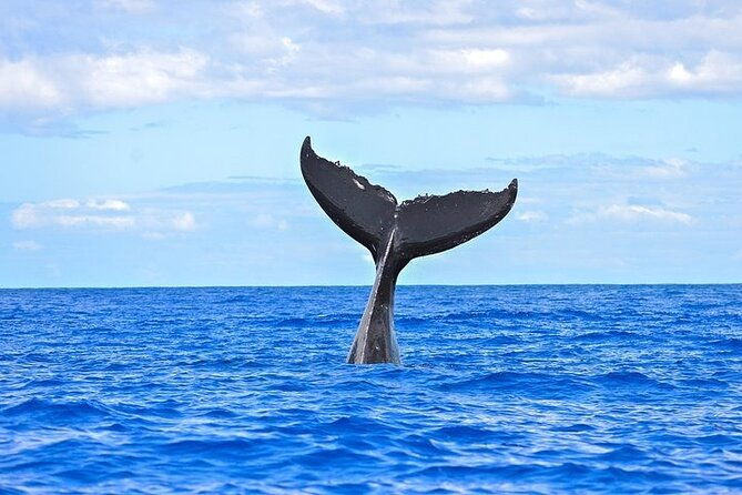 from-maalaea-harbor-sunset-whale-watch-tour-aboard-the-malolo-2