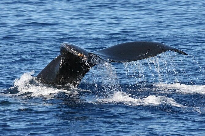 from-maalaea-harbor-sunset-whale-watch-tour-aboard-the-malolo