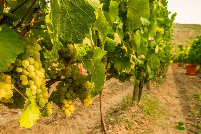 from-milan-full-day-in-franciacorta-2-wineries-and-lunch
