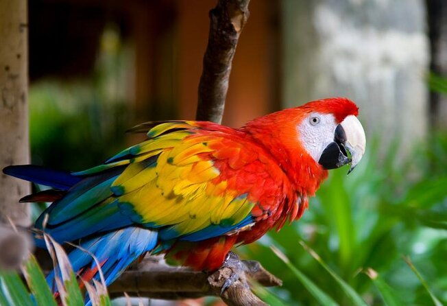from-san-jose-carara-national-park-and-tarcoles-river-tour