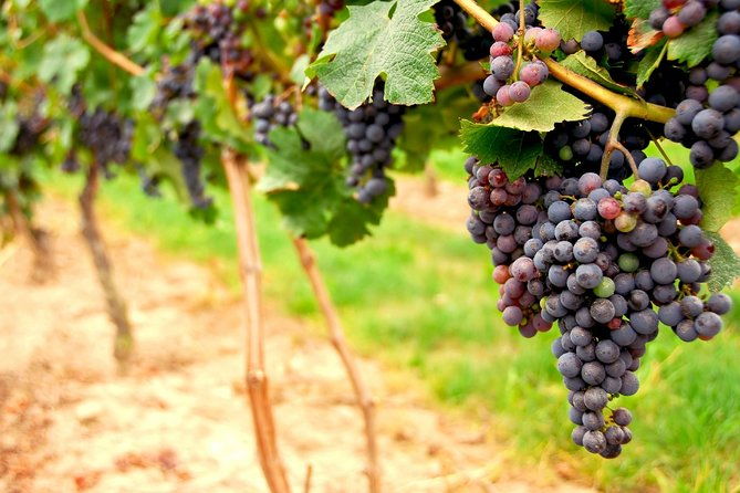from-sf-napa-and-sonoma-valley-wine-experience-with-3-wineries