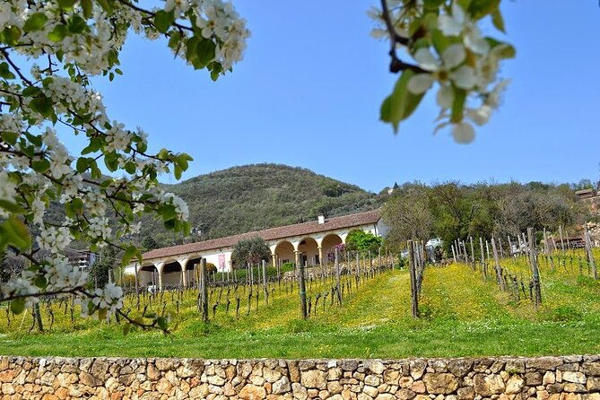 from-verona-prosecco-classic-method-sparkling-wine-tour-with-light-lunch