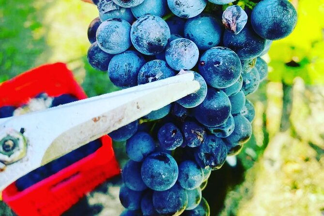 full-day-barolobarbaresco-wine-tour-from-milano-with-a-local-winemaker-2