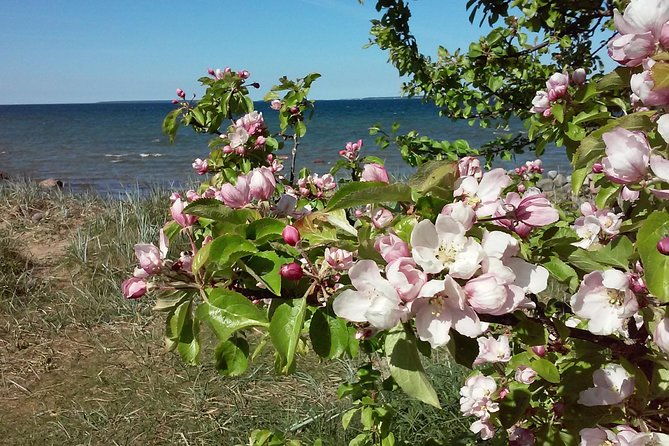 full-day-customized-tour-in-estonia