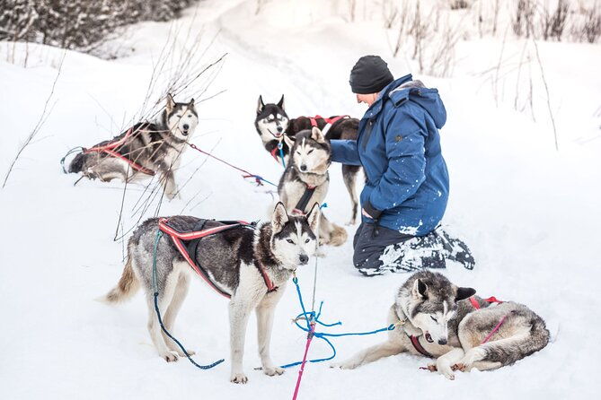 full-day-drive-your-own-dog-team-dog-sledding-tour