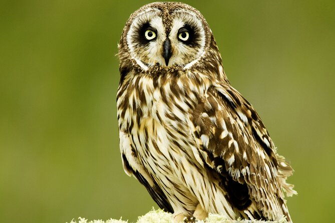 full-day-hakalau-forest-reserve-bird-watching-adventure