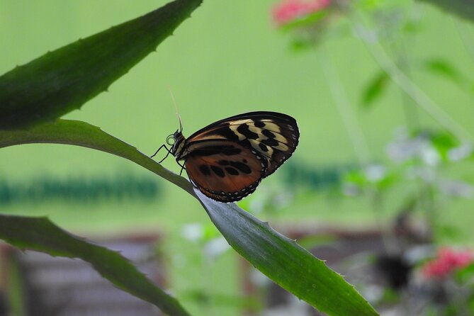 full-day-mindo-cloud-forest-tour-birdwatching-waterfalls-and-hike