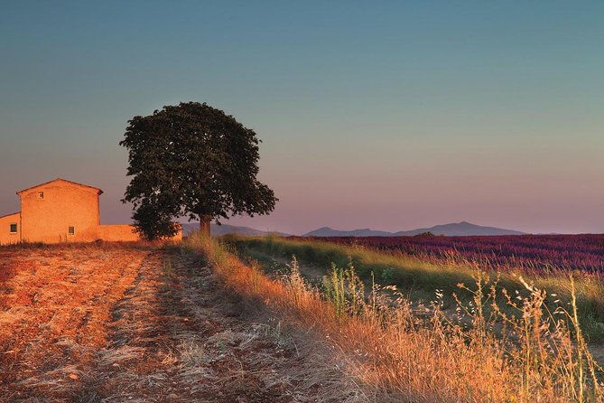full-day-ocean-of-lavender-in-valensole-from-avignon
