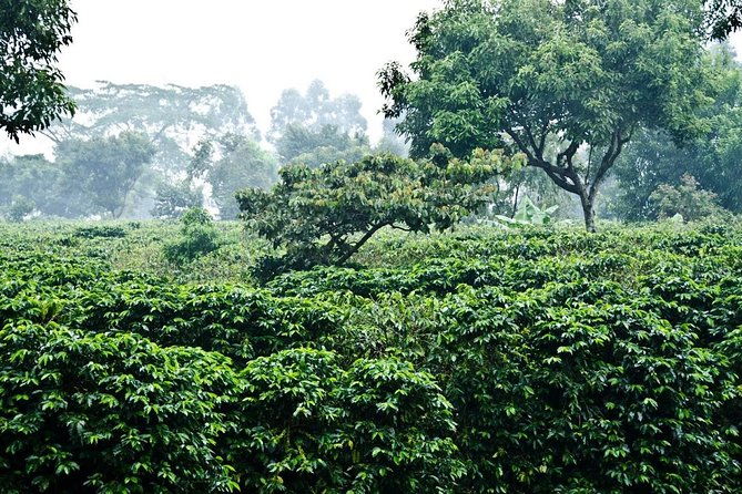 full-day-poas-volcano-coffee-tour-and-la-paz-waterfalls-from-san-jose