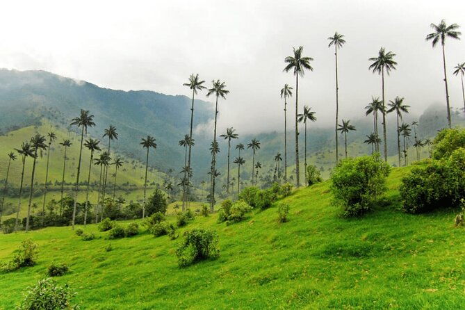 full-day-private-tour-to-valle-del-cocora-and-salento