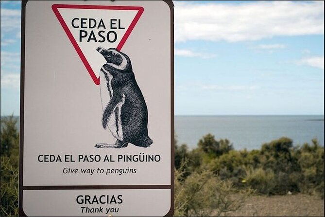 full-day-punta-tombo-penguin-paradise