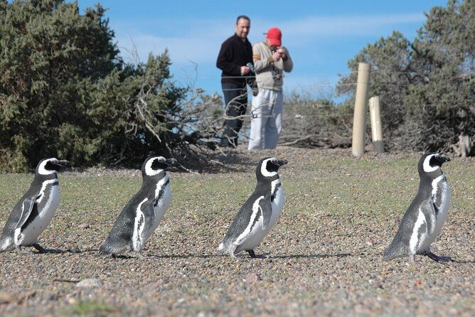 full-day-punta-tombo-walking-among-penguins-experience-madryn