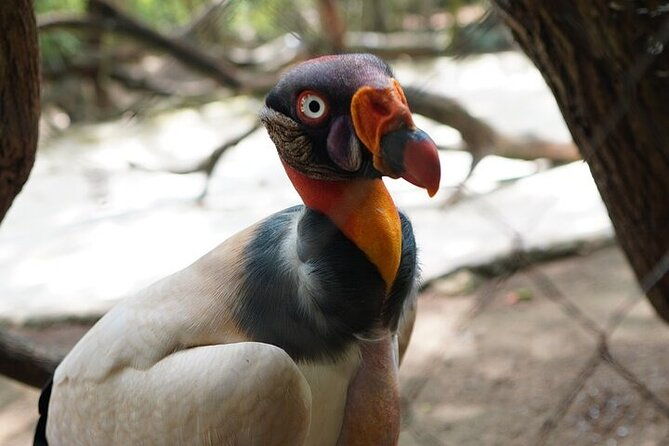 full-day-tour-baru-national-aviary-and-playa-blanca-bioluminescent-plankton