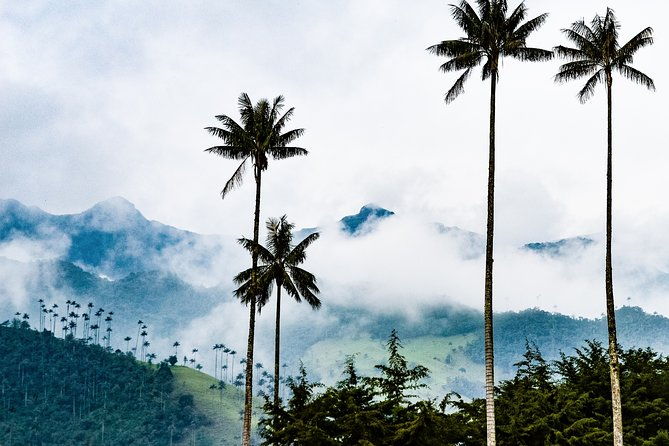 full-day-tour-of-cocora-valley-salento-and-coffee-farm-tour-from-pereira