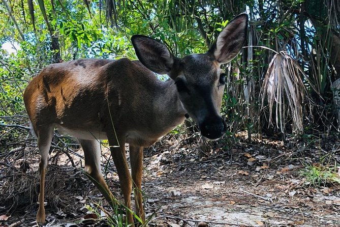 full-day-tour-of-florida-keys-including-aquarium-encounters-from-key-west