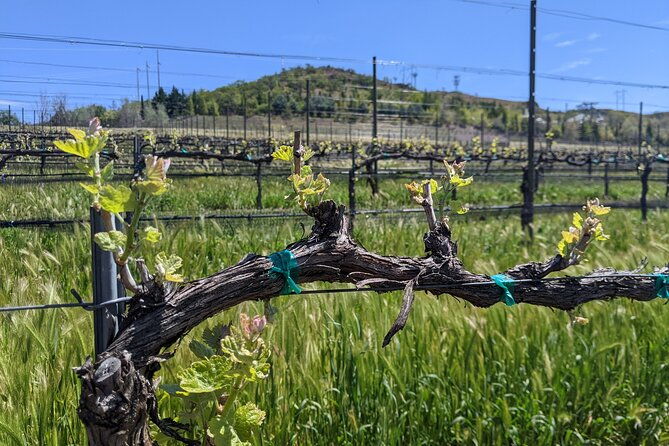 full-day-tour-of-rogue-valley-wineries