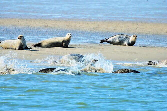 full-day-tour-to-texel-friesian-islands-from-amsterdam-2