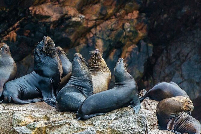 full-day-tour-to-visit-ballestas-islands-and-paracas-reserve