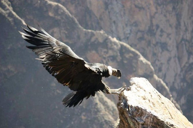 full-day-trip-to-colca-canyon-from-arequipa