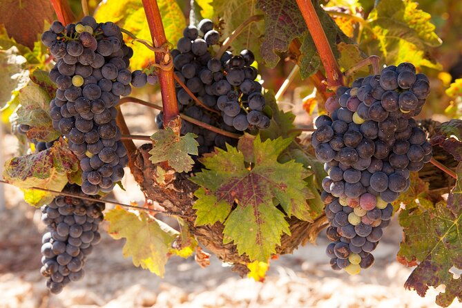 full-day-wine-country-wine-tastings-from-atlanta