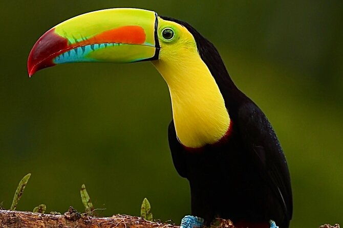 fullday-birdwatching-experience-small-groups