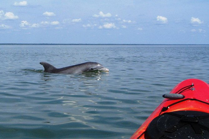 fully-guided-kayaking-backwater-manatee-and-dolphin-tour