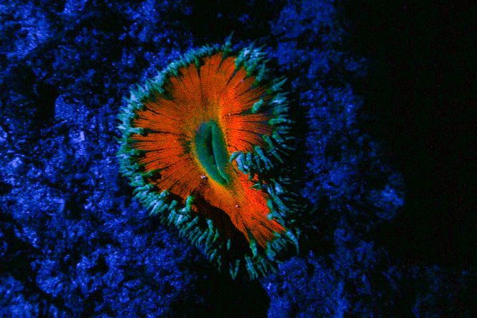 glow-night-diving