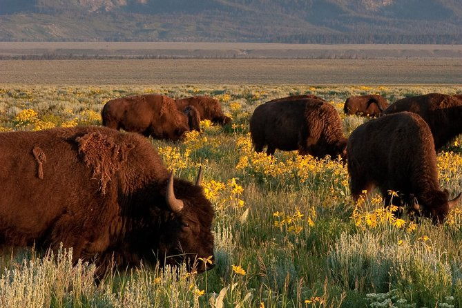 grand-teton-wildlife-safari-tour