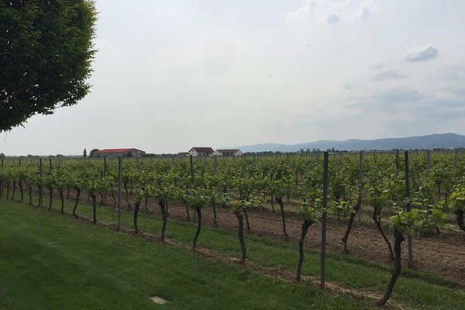 grape-day-out-pfalz-to-taste-cracking-red-wines-riesling