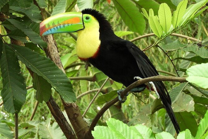 guanacaste-rainforest-safari-with-meal