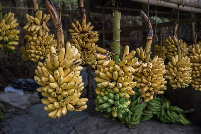 guayaquil-to-cuenca-one-way-tour-with-cajas-park-and-a-cacao-farm-visit