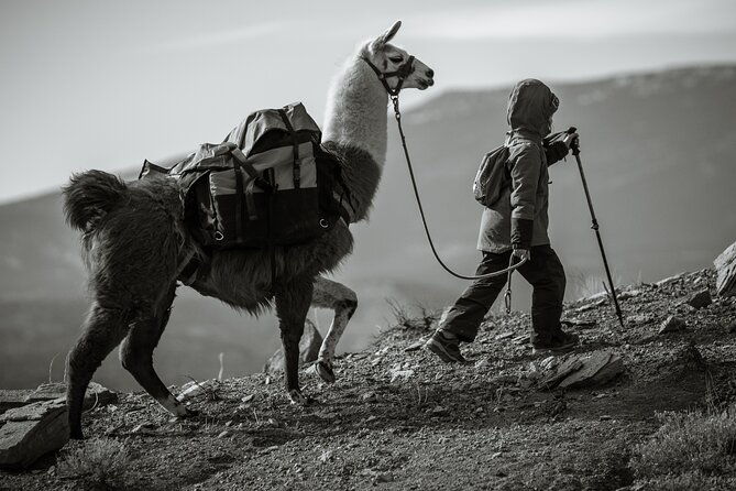 guided-awesome-2-hour-llama-hikes-private-experience-2