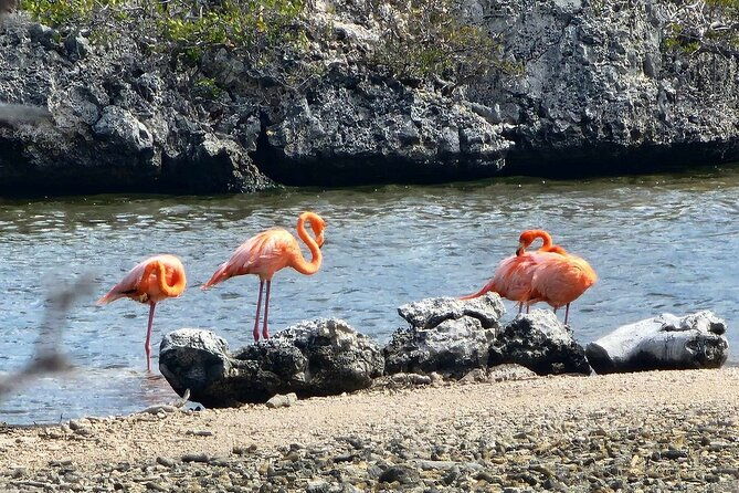 guided-bonaire-north-and-south-tour