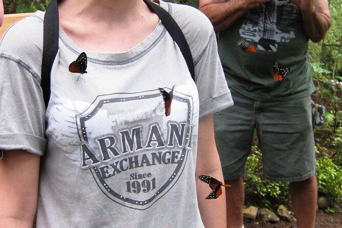guided-butterfly-conservatory-tour-in-costa-rica