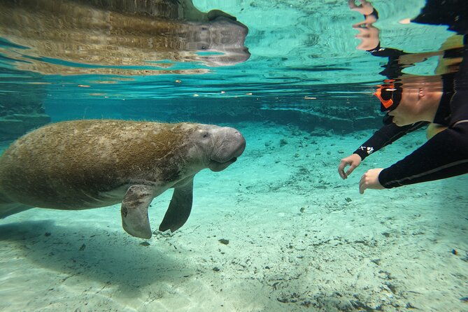 guided-crystal-river-manatee-snorkeling-tour