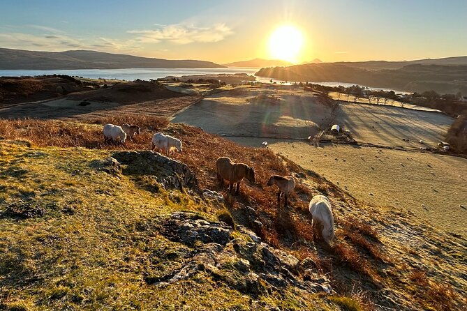 guided-hebridean-farm-hike-near-tobermory-isle-of-mull-scotland