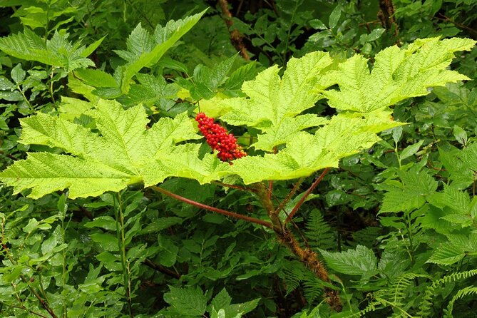 guided-hike-tongass-national-forest