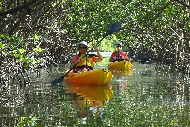 guided-kayak-dolphin-eco-tour-in-pelican-bay-2