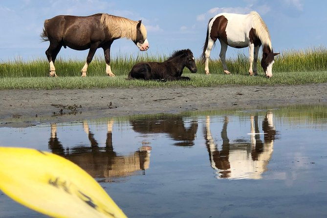 guided-kayak-tour-to-see-ponies-birds-dolphins-and-more