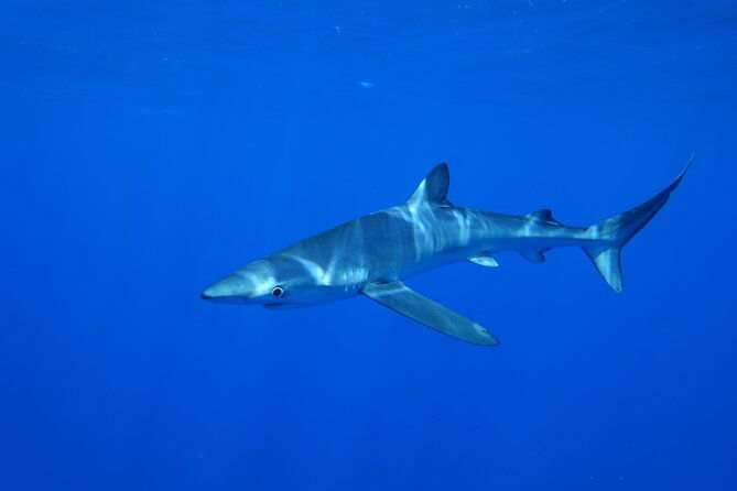 guided-swimming-experience-with-sharks-in-portugal-2