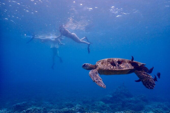 guided-turtle-town-snorkeling-tour-with-underwater-photos-2