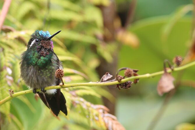 guided-walk-to-the-monteverde-cloud-forest-preserve