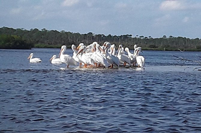 guided-wildlife-eco-kayak-tour-in-new-smyrna-beach
