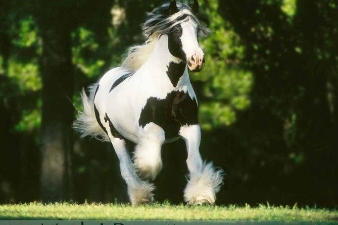 gypsy-gold-horse-farm-tour