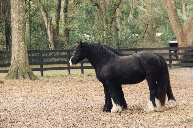gypsy-gold-horse-farm-walking-tour-2