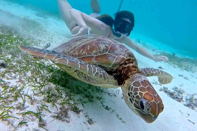 half-day-at-green-cay-bahamas-snorkeling-with-turtles