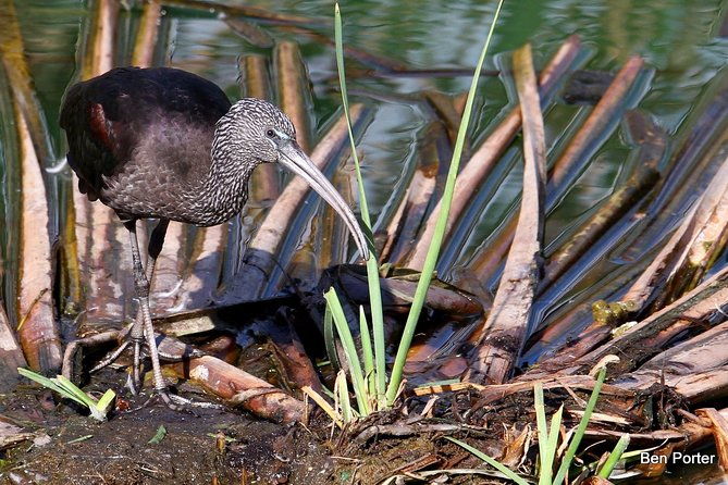 half-day-birdwatching-around-faro