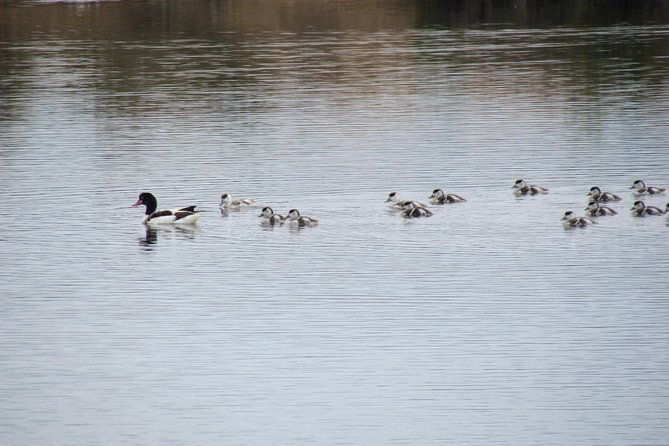 half-day-birdwatching-around-tavira